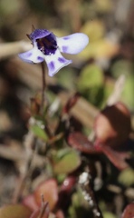 Lindernia grandiflora
