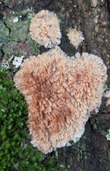 Phlebia livida