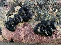 Codium setchellii