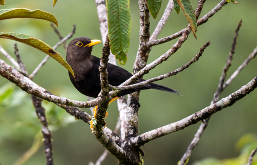 Luzon Island Thrush (Turdus thomassoni), photo 10