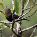 Turdus thomassoni - Photo (c) Forest Botial-Jarvis, algunos derechos reservados (CC BY-NC), subido por Forest Botial-Jarvis