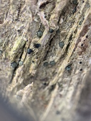 Cresponea chloroconia