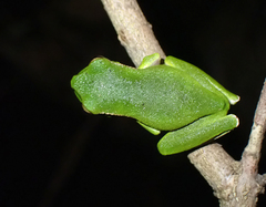 Ranoidea barringtonensis