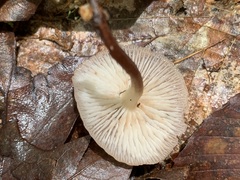 Marasmiineae