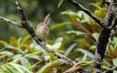 Cincloramphus timoriensis