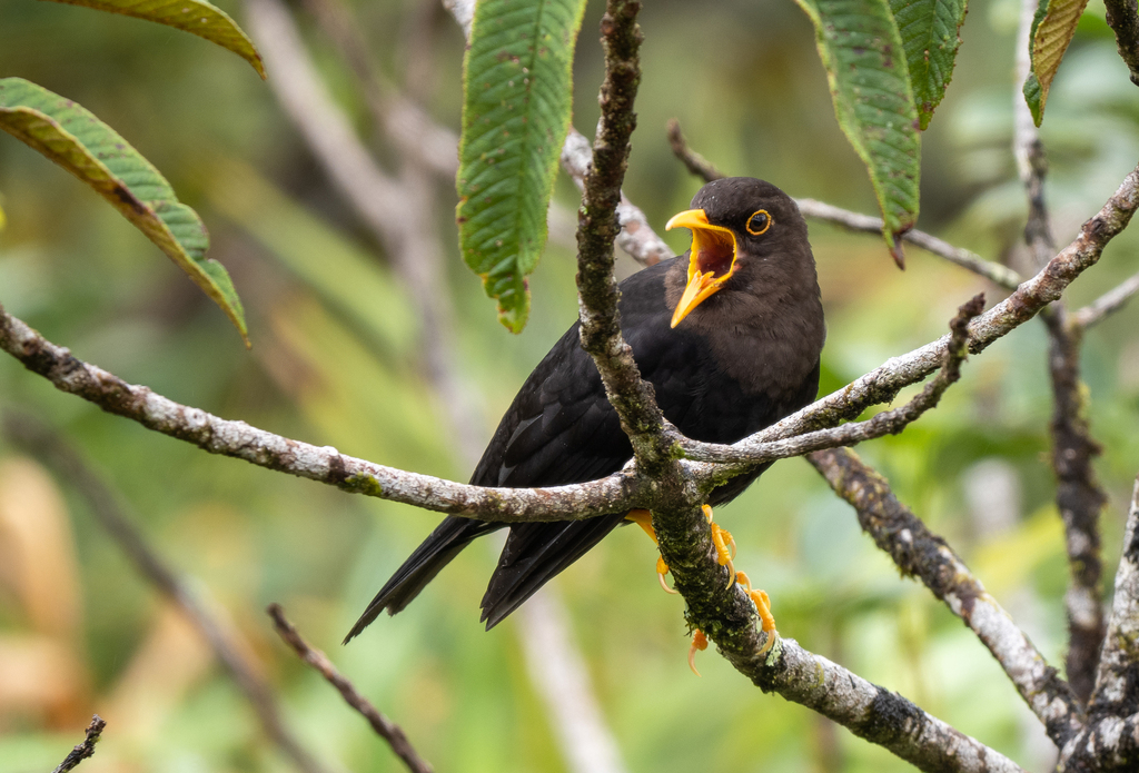 Luzon Island-Thrush photo