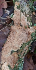 Phlebia livida
