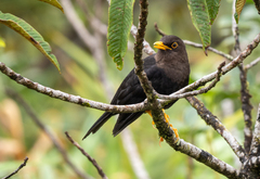 Turdus poliocephalus
