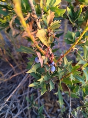 Berberis ruscifolia