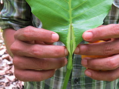 Dillenia suffruticosa