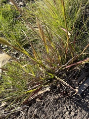Bothriochloa