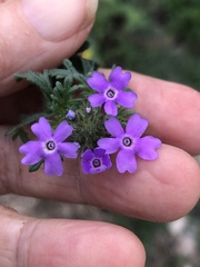 Glandularia pumila