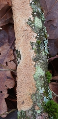 Phlebia livida