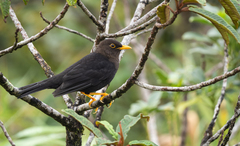 Turdus poliocephalus