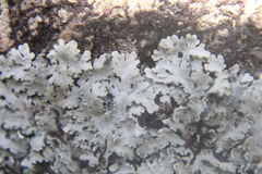 Heterodermia albicans