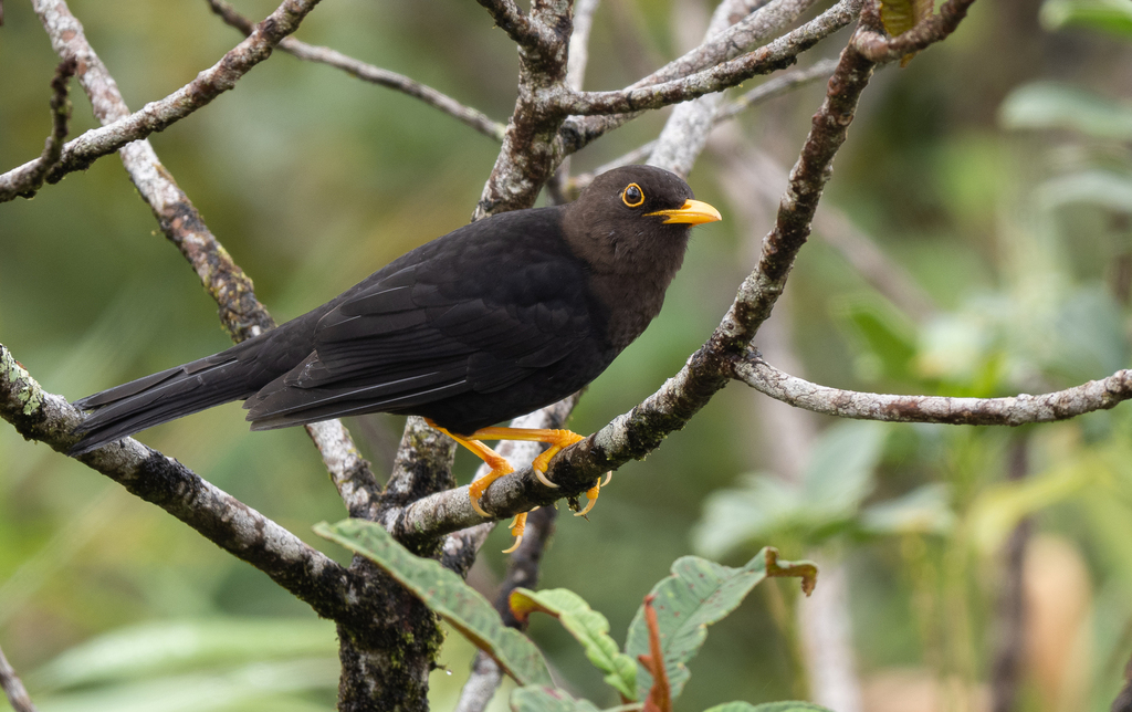 Luzon Island-Thrush (Turdus thomassoni) photo