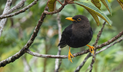 Turdus poliocephalus