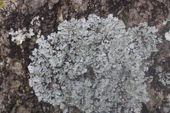 Heterodermia albicans