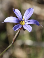 Sisyrinchium