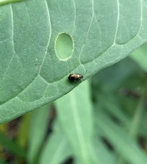 Psylliodes brettinghami