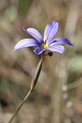 Sisyrinchium