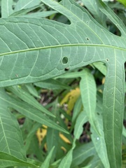 Psylliodes brettinghami