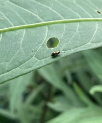 Psylliodes brettinghami