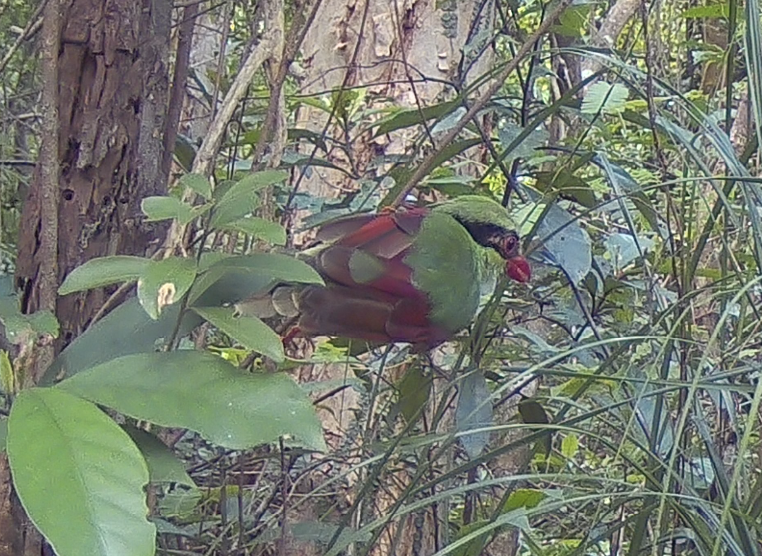 Indochinese Green Magpie