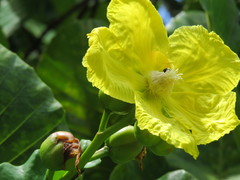 Dillenia suffruticosa