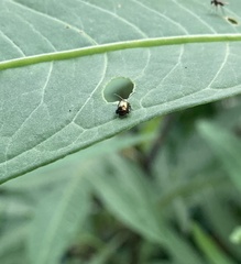 Psylliodes brettinghami