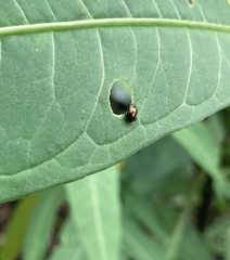 Psylliodes brettinghami