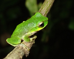 Ranoidea barringtonensis