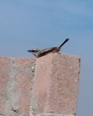 Oriturus superciliosus