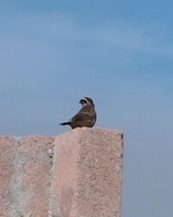 Oriturus superciliosus