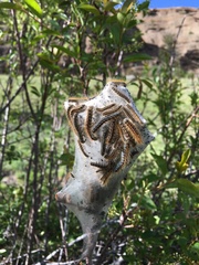 Malacosoma californica