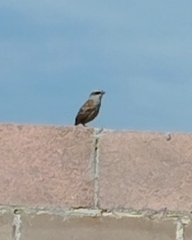 Oriturus superciliosus