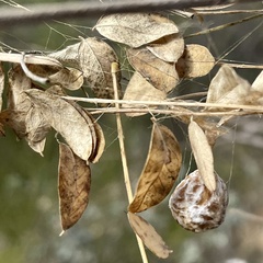 Mastophora cornigera