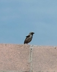 Oriturus superciliosus
