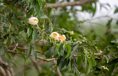Silk Floss Tree (Bombycidendron)
