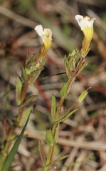 Gratiola ramosa