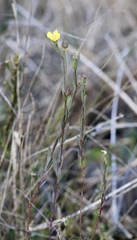 Linum medium texanum