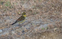 Emberiza sulphurata