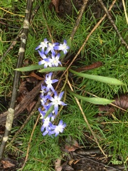 Scilla luciliae
