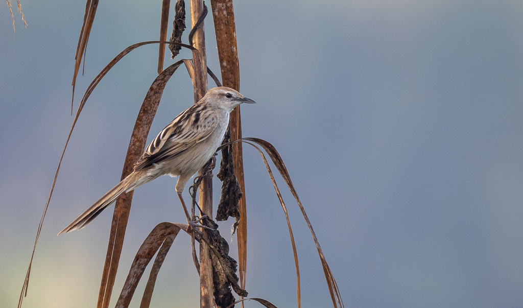 Striated Grassbird