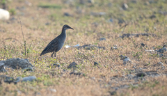 Gallirallus philippensis