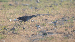 Gallirallus philippensis