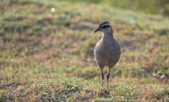 Gallirallus philippensis