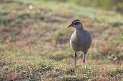 Gallirallus philippensis