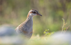 Gallirallus philippensis