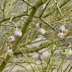 Mastophora cornigera